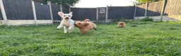 Cockapoo dogs for sale: Beautiful rich red cockapoos - Advert 4