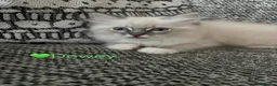 Ragdoll cats for sale: GCCF Registered - 1 Blue Tabby Remaining  - Advert 24