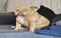 American Bully dogs for sale: Pocket bully - Image 1