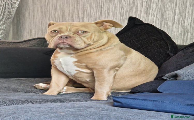 American Bully dogs - Advert 2