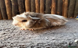 Guinea Pig rodents for sale: Baby Guinea Pigs - Image 10
