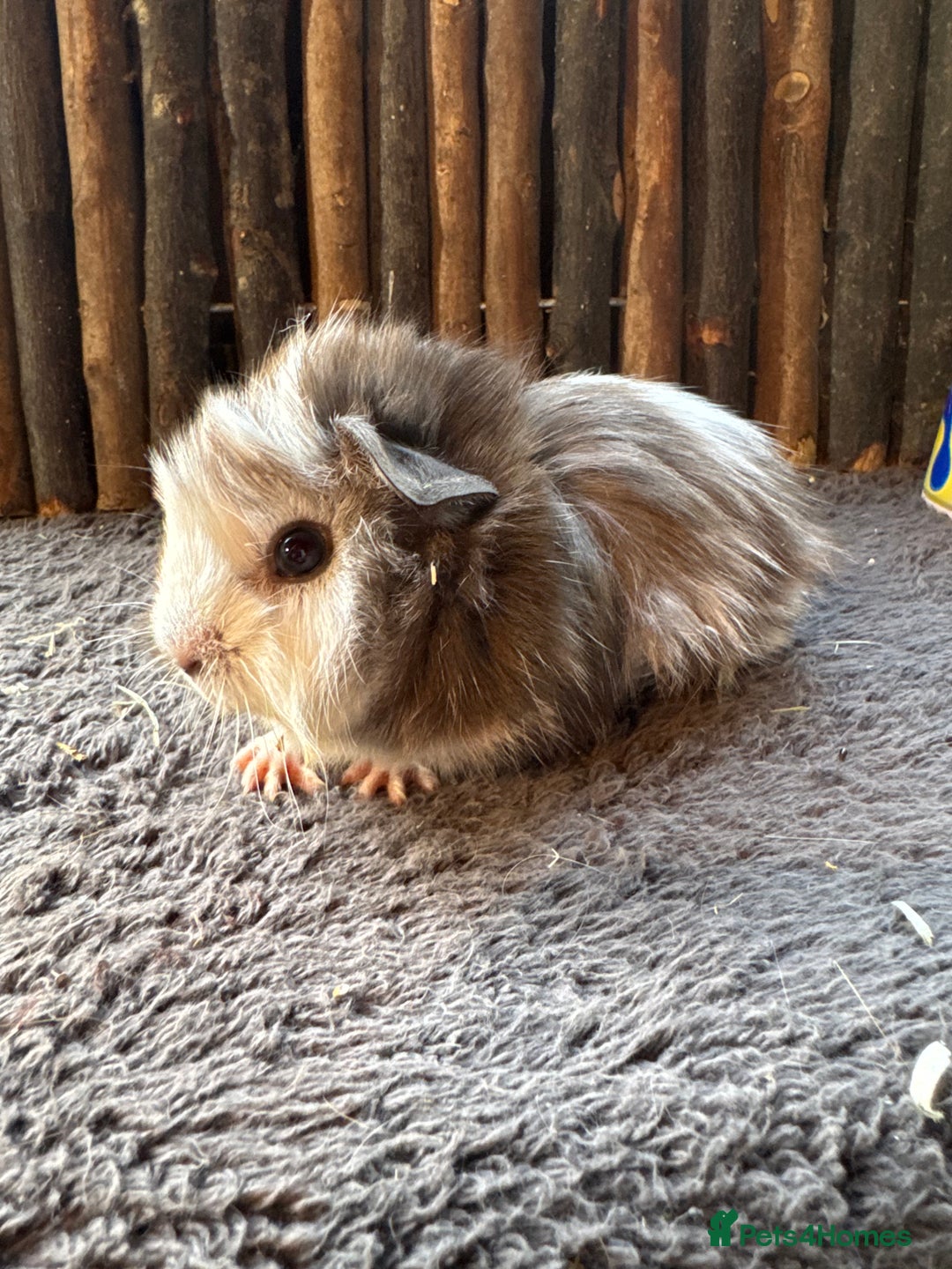 Guinea Pig rodents for sale: Baby Guinea Pigs - Image 10