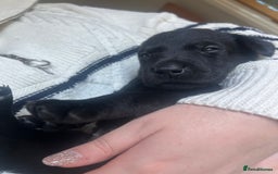 Labrador Retriever dogs for sale: Working/Active Pet - Image 6