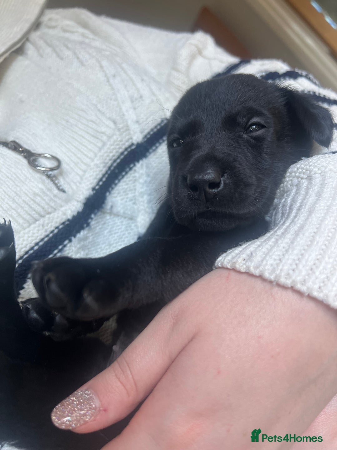 Labrador Retriever dogs for sale: Working/Active Pet - Image 6