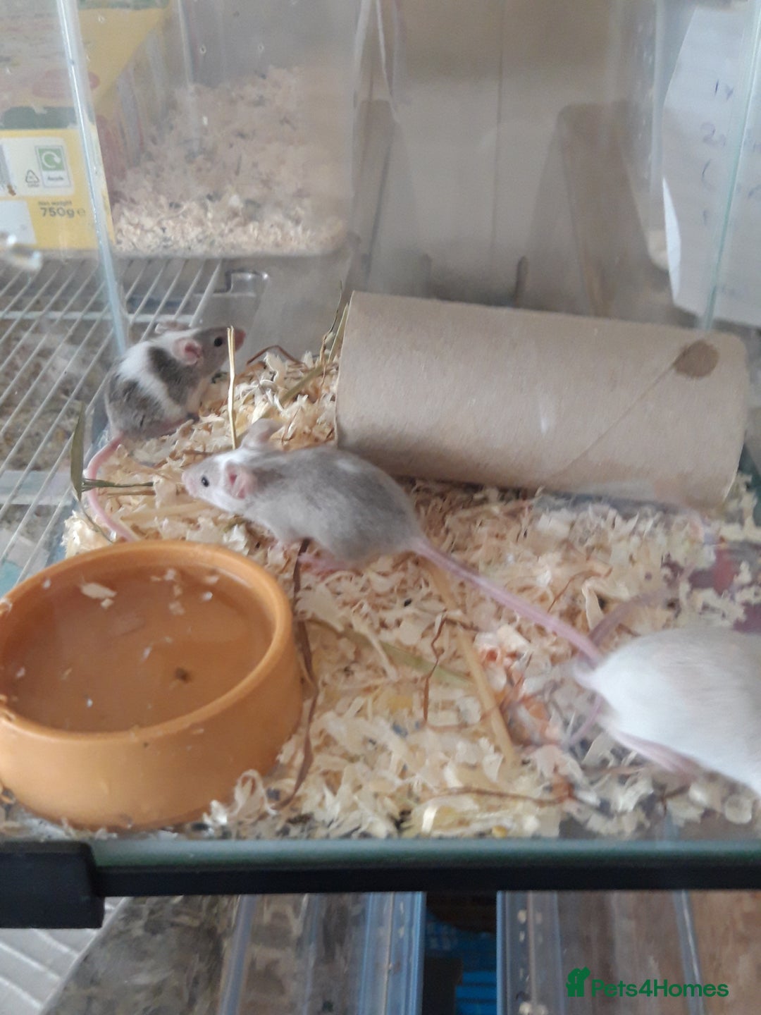 Mouse rodents for sale: Fancy mice babies  in Manchester - Image 2