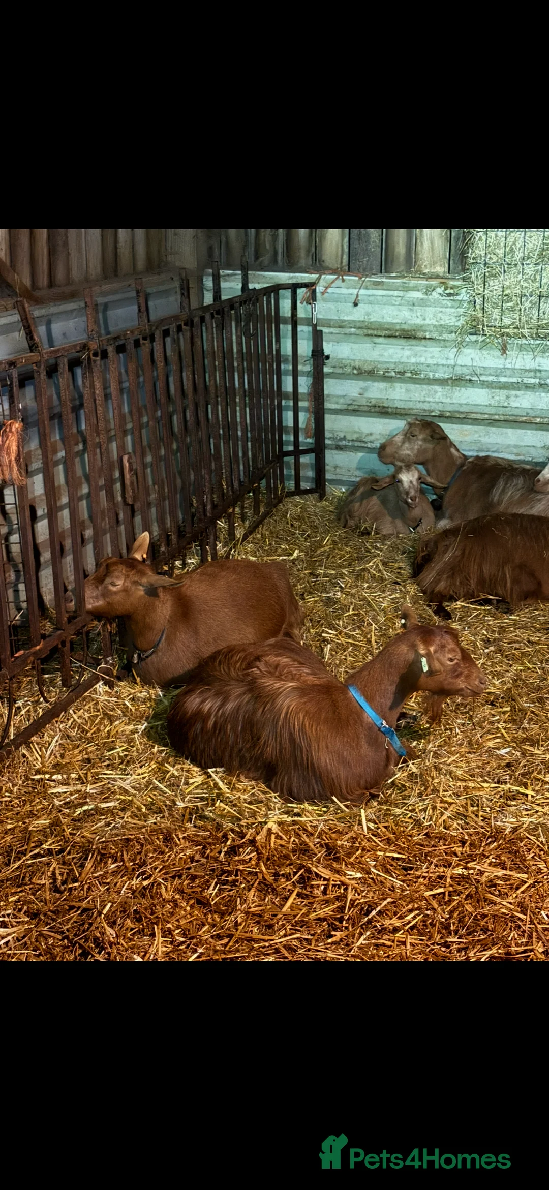 Goats livestock for sale: Golden Guernsey cross Goats. Various ages.  - Advert 2