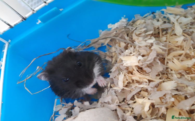 Hamster rodents in Manchester - Advert 16