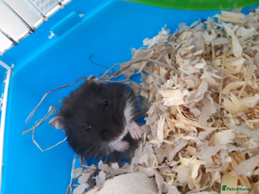 Hamster rodents for sale:  Russian Dwarf baby hamsters in Manchester - Image 1