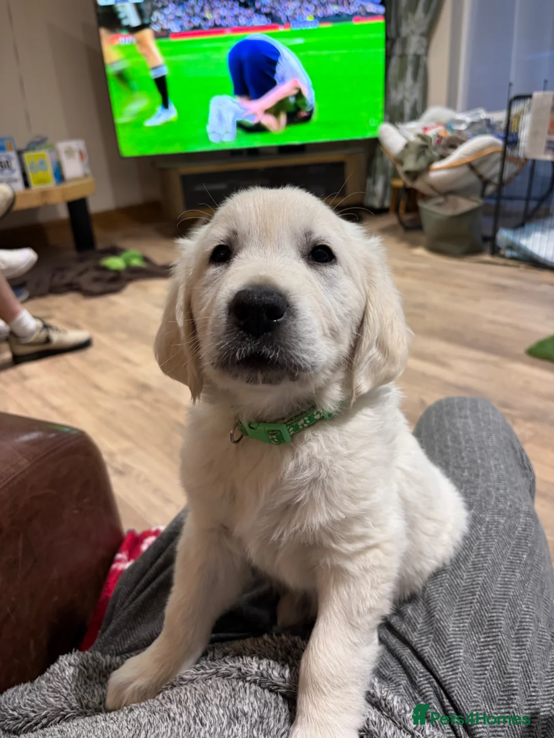 Golden Retriever dogs for sale: 1 KC REGISTERED BOY PUP LEFT - Advert 1
