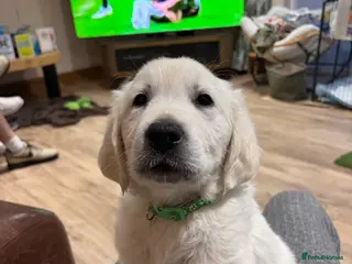 Golden Retriever dogs 1 KC REGISTERED BOY PUP LEFT - Advert 14