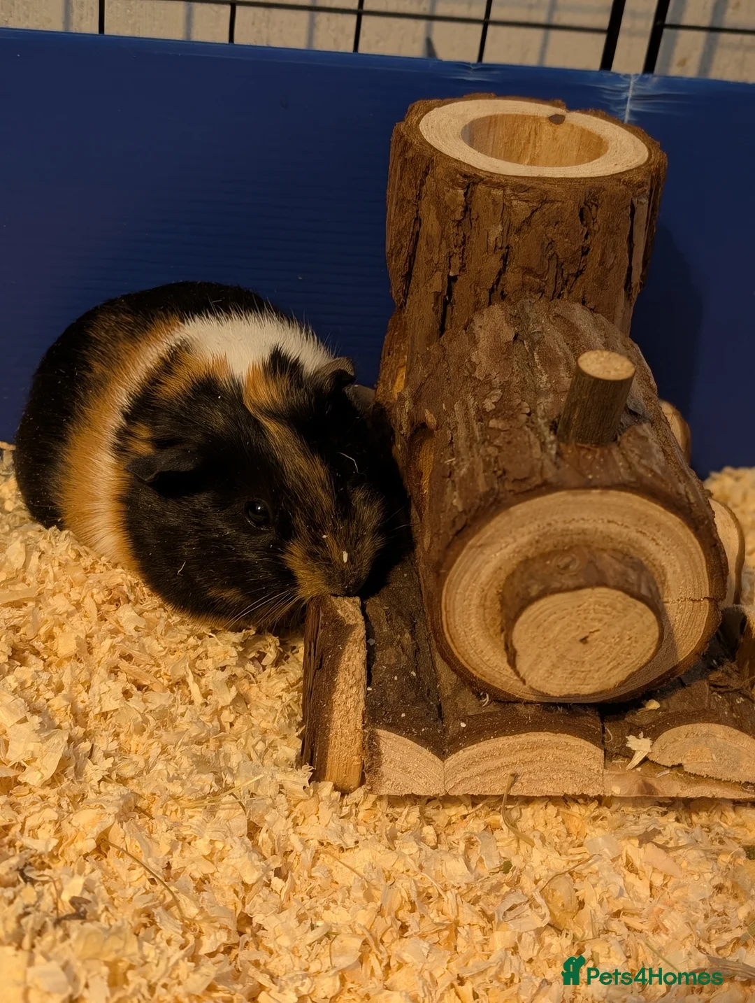 Guinea Pig rodents for sale: 2x female guinea pigs - Advert 1