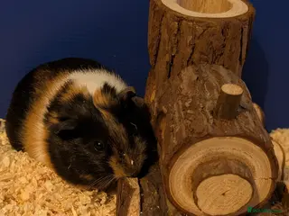 Guinea Pig rodents 2x female guinea pigs - Advert 11