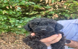 Cavapoo dogs for sale: Fully health tested Beautiful F1BB Cavapoo puppies - Image 8