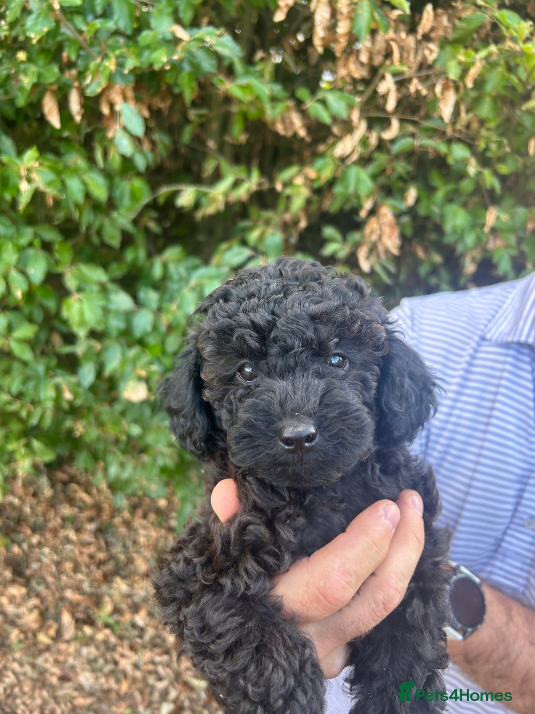 Cavapoo dogs for sale: Fully health tested Beautiful F1BB Cavapoo puppies - Image 8
