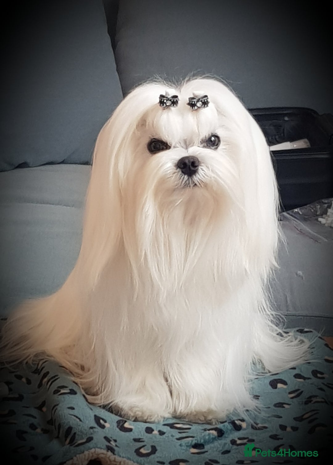 Maltese dogs for sale: Pedigree Maltese from Champion parents  - Advert 3