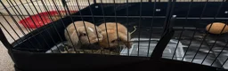 Mini Lop rabbits for sale: Bonded Pair of Lop Rabbits in Newton-le-Willows - Advert 2