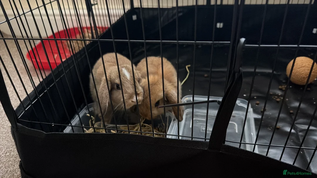 Mini Lop rabbits for sale: Bonded Pair of Lop Rabbits in Newton-le-Willows - Advert 2