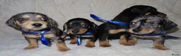 Dachshund dogs for sale: BEAUTIFUL DACHSHUND READY FOR FOREVER HOME!!! in Wolverhampton - Advert 3
