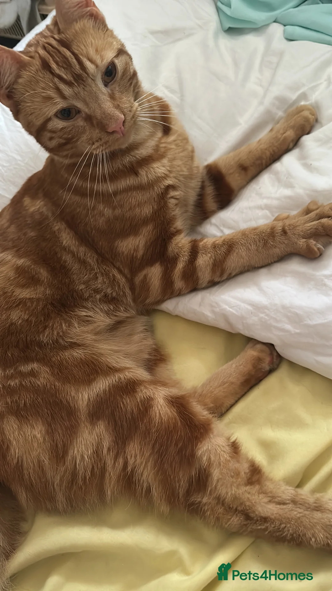 Mixed Breed cats for sale: Cute orange cat looking for a new home - Advert 4