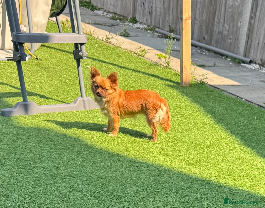 Chihuahua dogs for sale: Winnie - Image 3