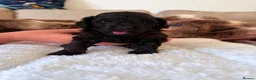 Miniature Poodle dogs for sale: Toy x Mini Poodle - Advert 16