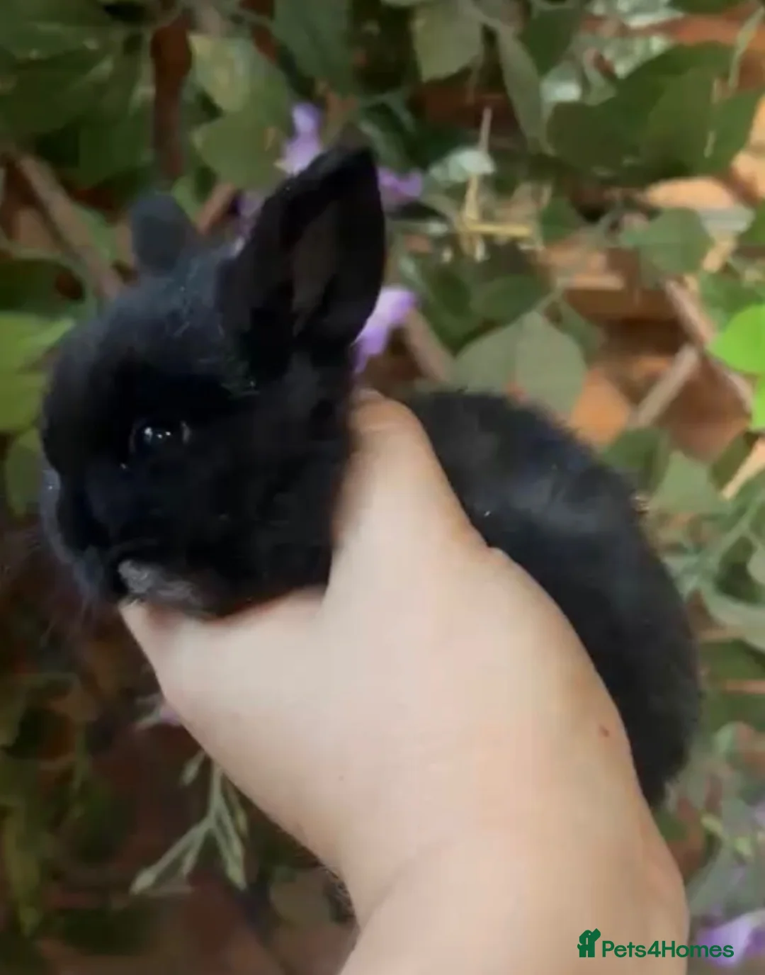 Mini Lop rabbits for sale: Pure bred mini lops  - Advert 2