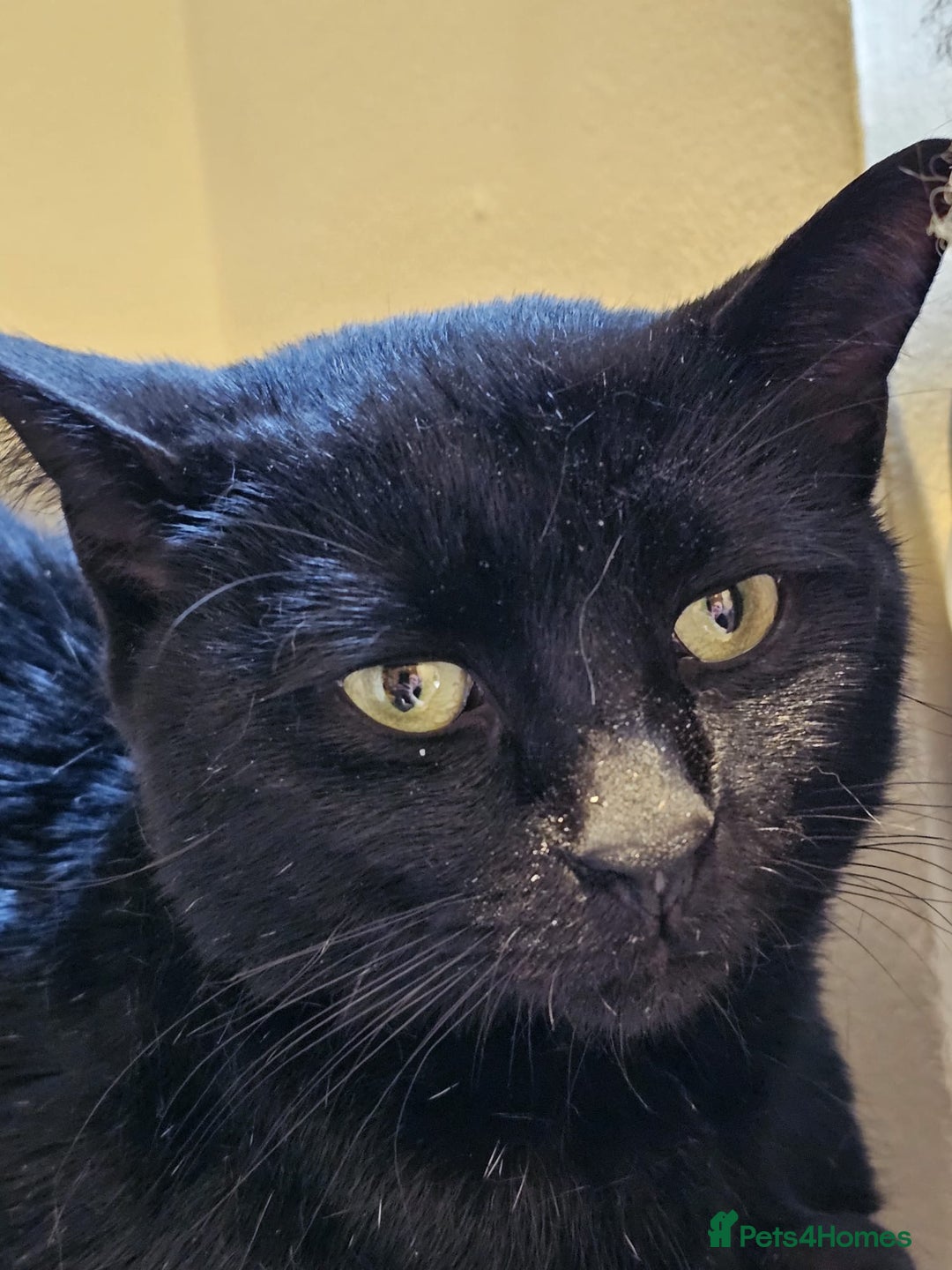 Mixed Breed cats for adoption: Ozzy deserves better  - Advert 2