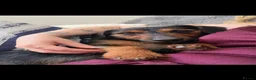 Mixed Breed dogs for sale: Two male dachshund cross yorkshire terrier pups - Advert 2