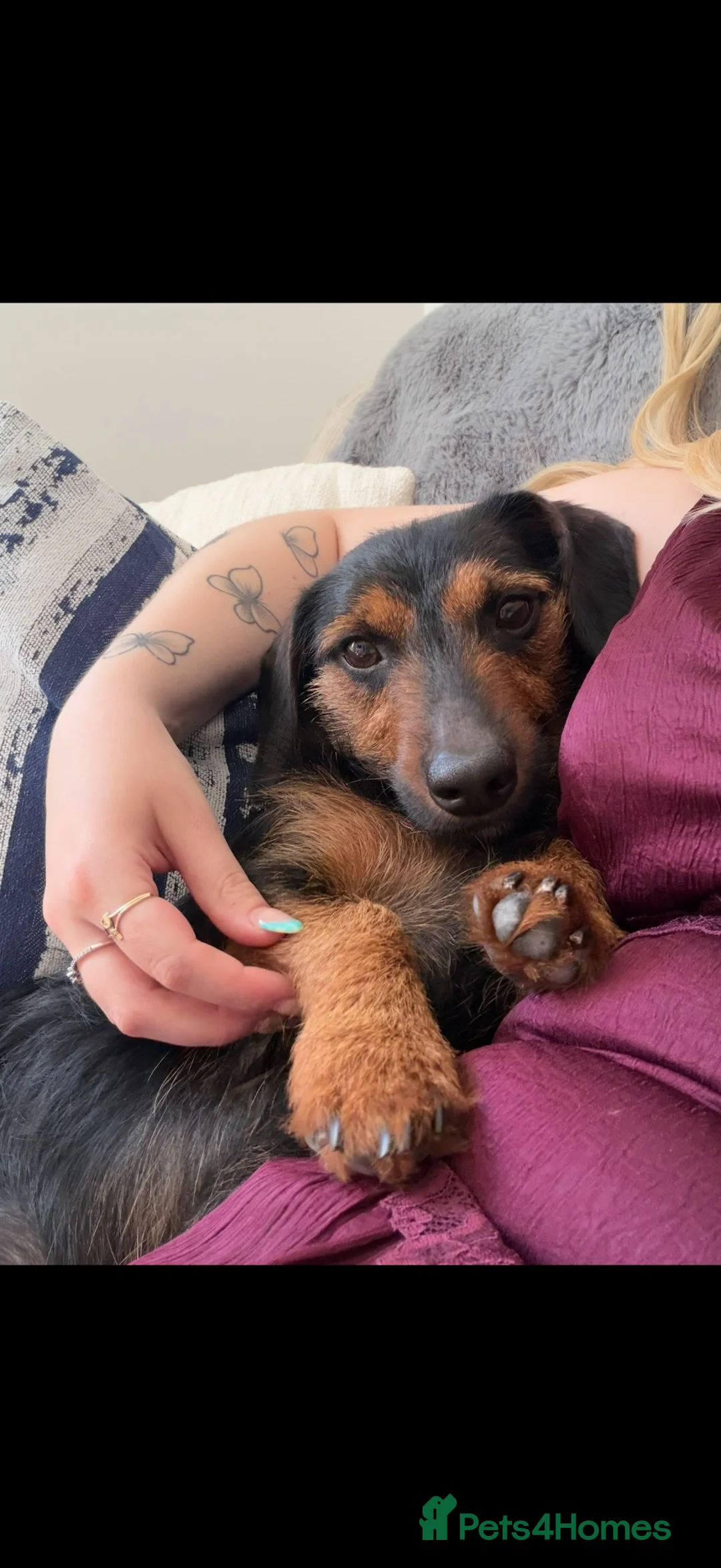Mixed Breed dogs for sale: Two male dachshund cross yorkshire terrier pups - Advert 2