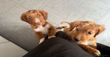 Cockapoo dogs - Advert 7