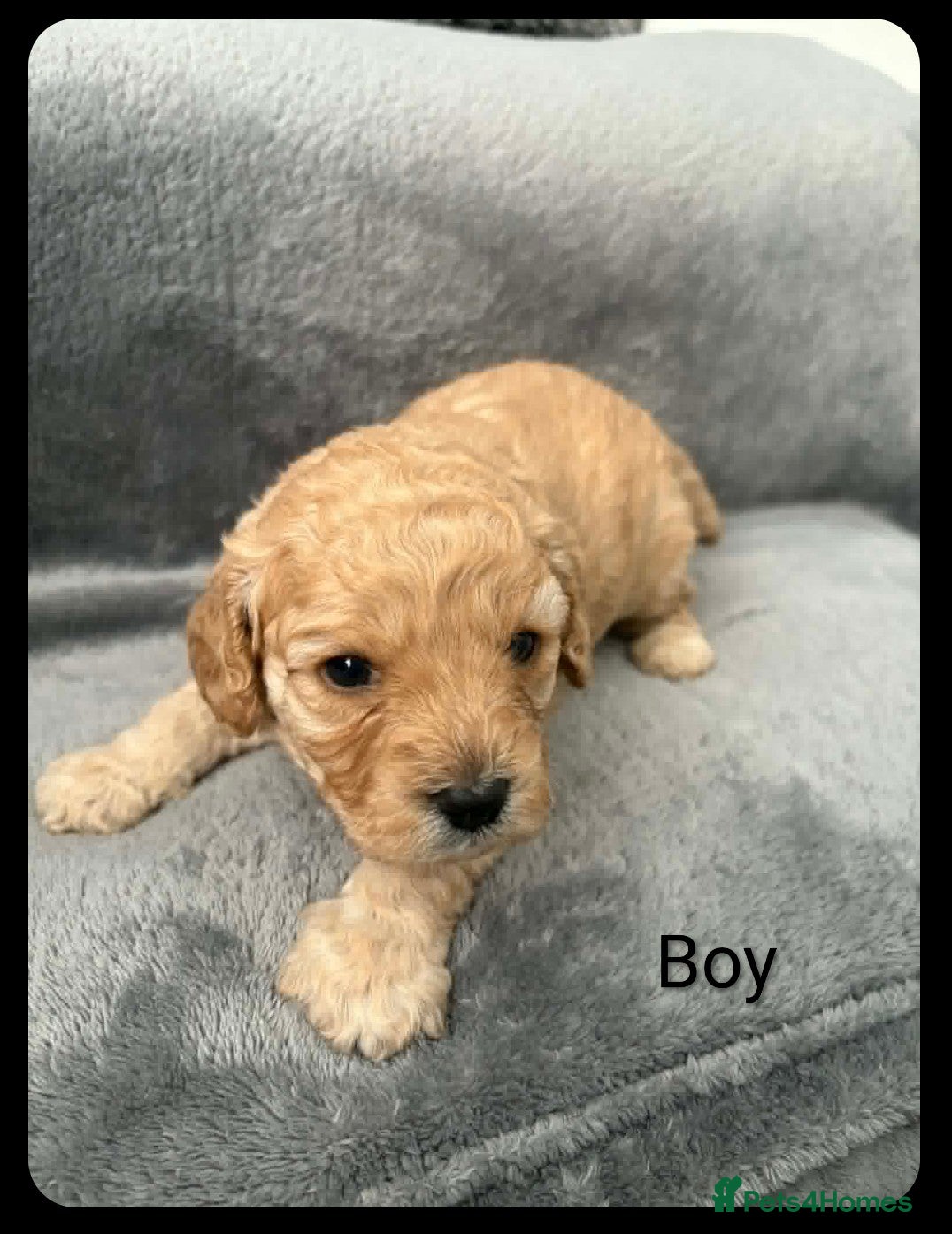 Cavapoo dogs Cavapoo toy - Advert 2