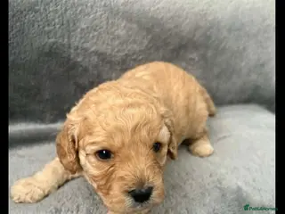 Cavapoo dogs Cavapoo toy - Advert 2