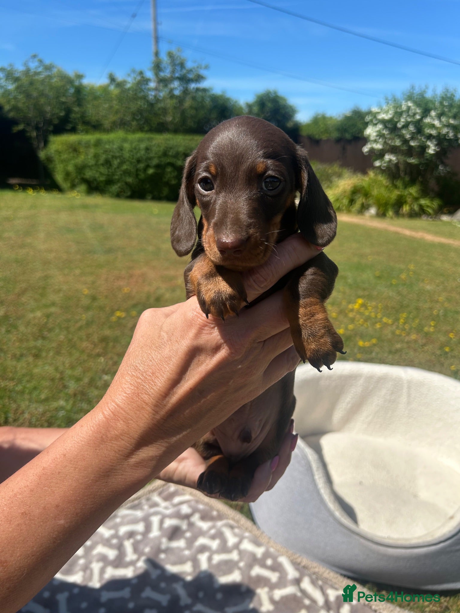 Miniature Dachshund dogs Miniature dachshunds - Advert 1