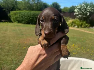 Miniature Dachshund dogs Miniature dachshunds - Advert 9