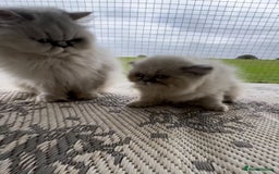 Persian cats for sale: 1 absolutely stunning extremely fluffy  girl  - Image 5