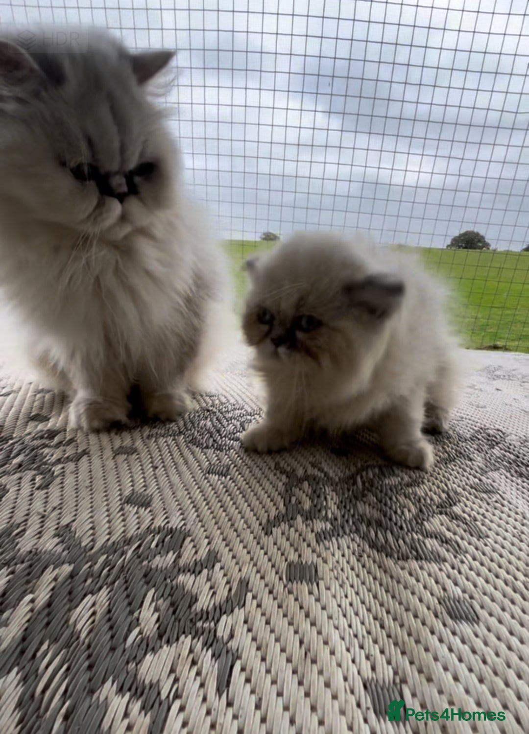 Persian cats for sale: 1 absolutely stunning extremely fluffy  girl  - Image 5