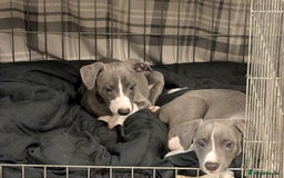 Whippet dogs for sale: 🥰Beautiful blue and white whippet puppies 🥰 - Image 3