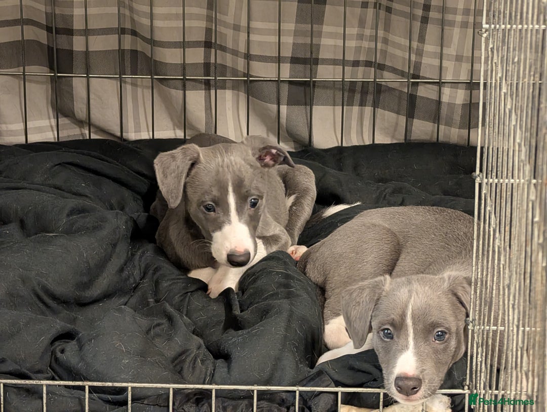 Whippet dogs for sale: 🥰Beautiful blue and white whippet puppies 🥰 - Image 3