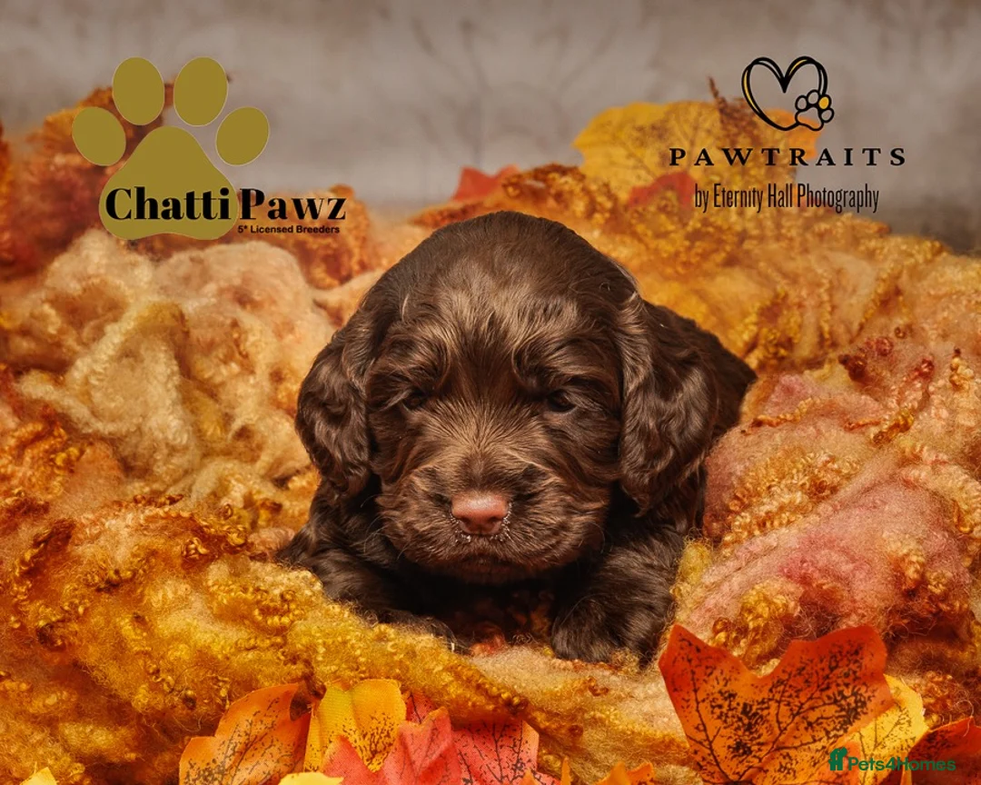 Cocker Spaniel dogs for sale: Amazing cocker spaniels  - Advert 2