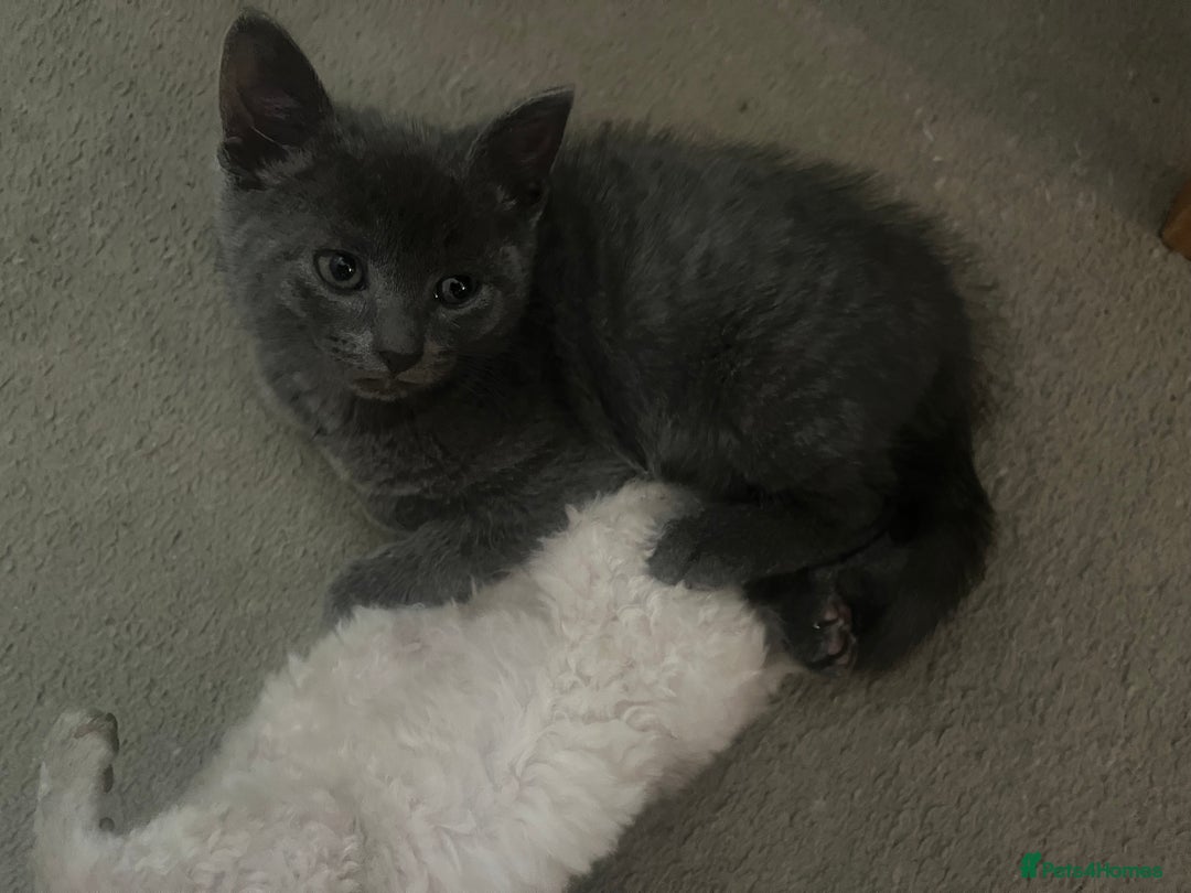 Mixed Breed cats for sale: Mixed breed - BSH and Selkirk Rex female kitten  - Image 2
