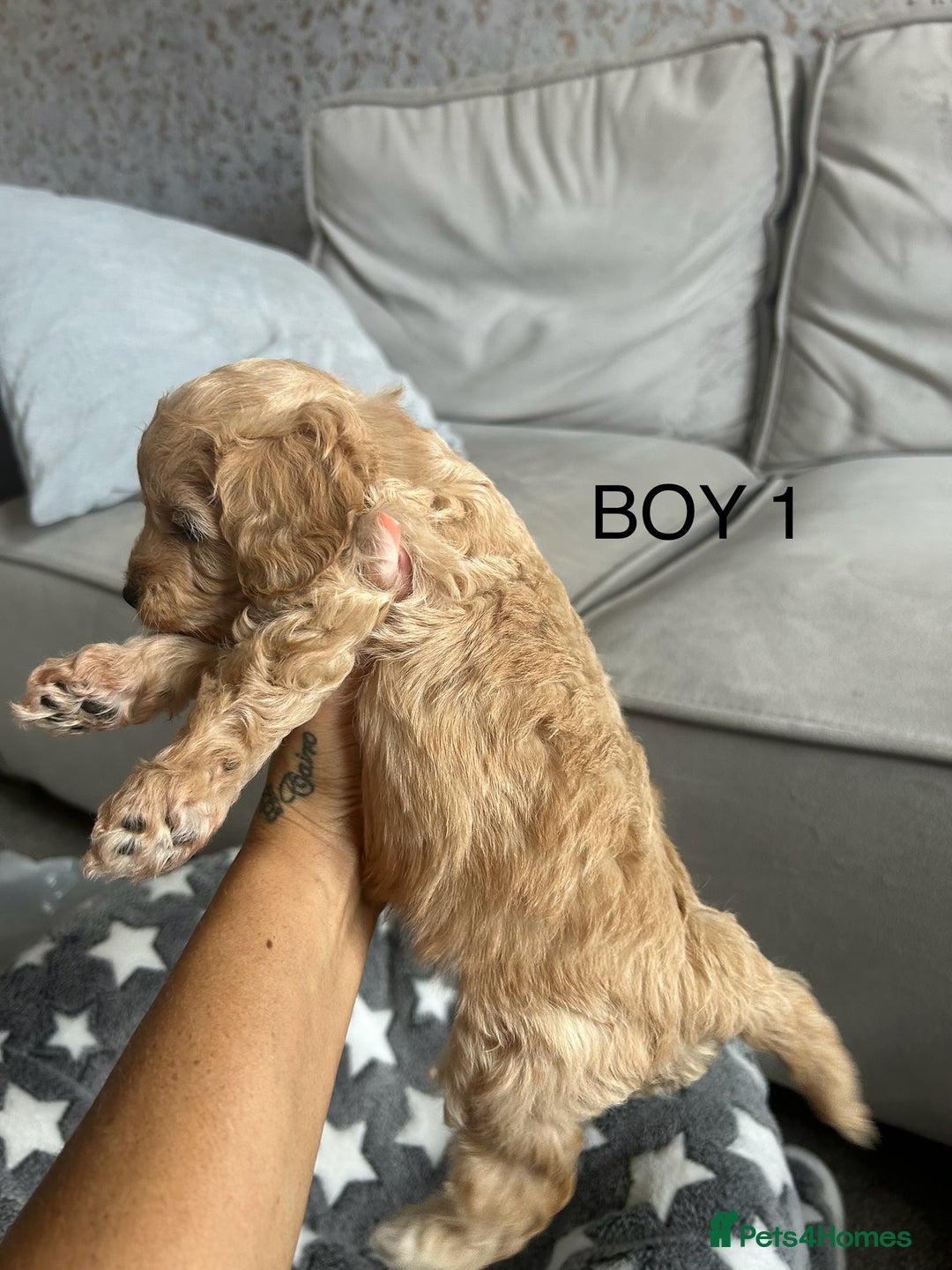 Cockapoo dogs for sale: Beautiful litter of tiny chunky Cockapoo puppies  - Image 5