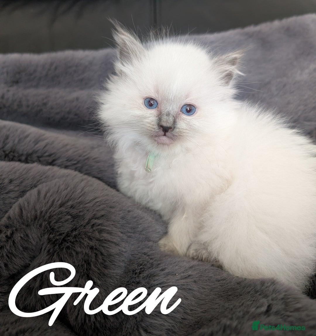 Ragdoll cats for sale: GCCF REG PEDIGREE RAGDOLL KITTENS - Image 13