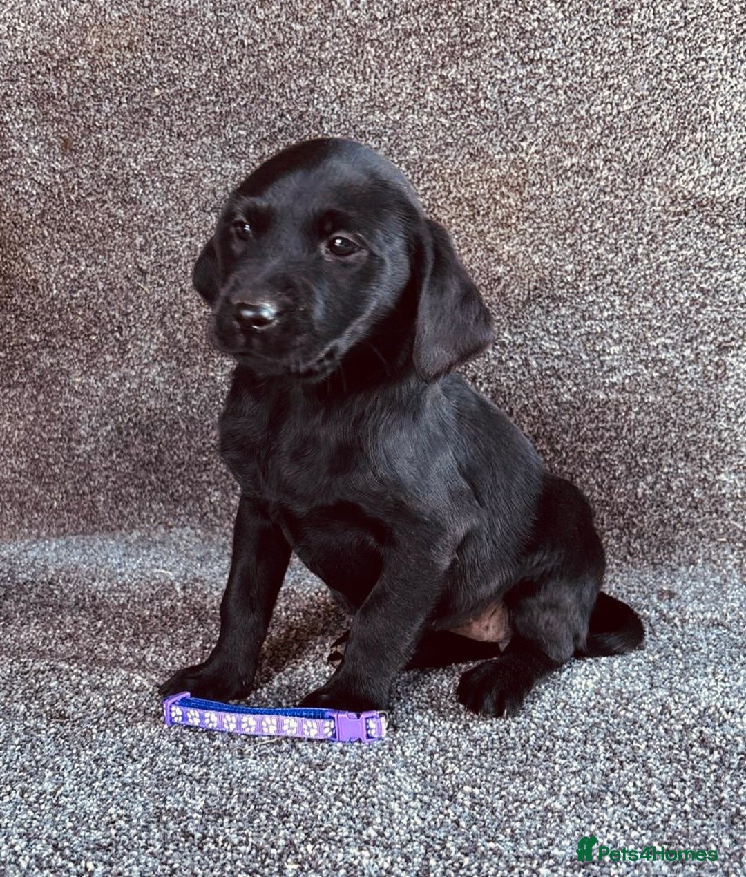 Labrador Retriever dogs for sale: Beautiful Black KC Reg Labrador Pups - Advert 9