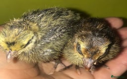Quail poultry for sale: JUMBO QUAIL CHICKS & SEXED JUMBOS ! - Image 11