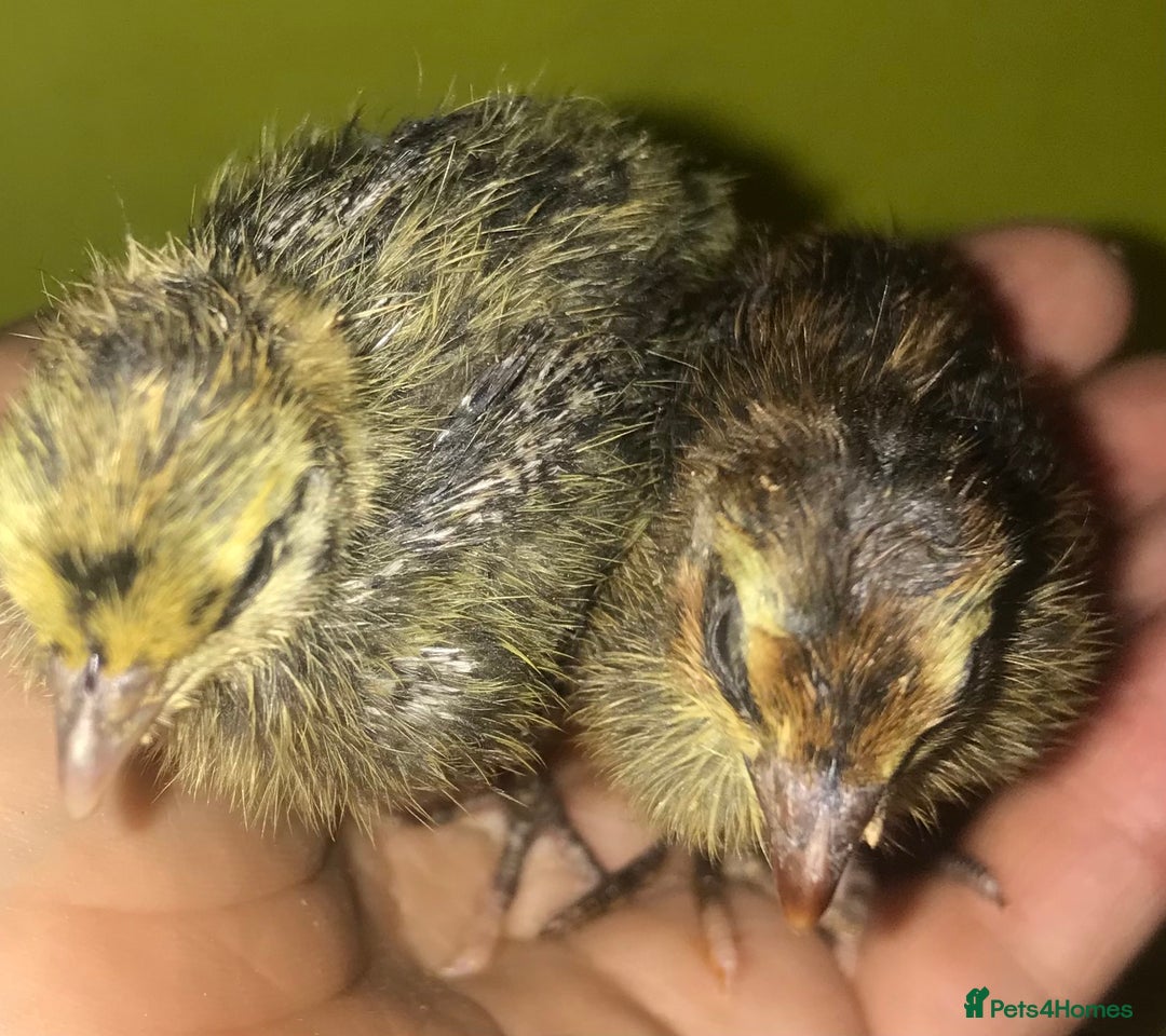 Quail poultry for sale: JUMBO QUAIL CHICKS & SEXED JUMBOS ! - Image 11