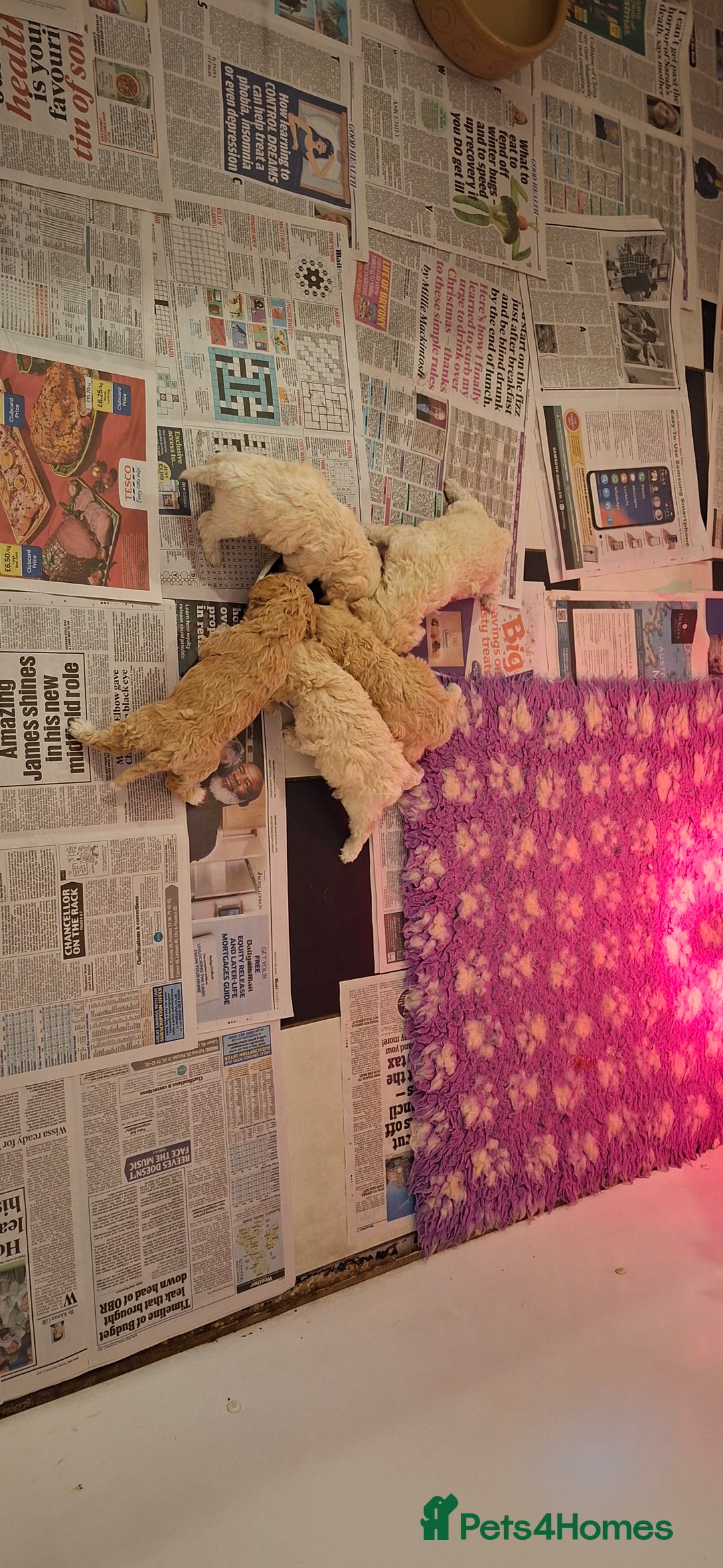 Poochon dogs for sale: Beautiful mini poodle x bichon frise puppies - Advert 7