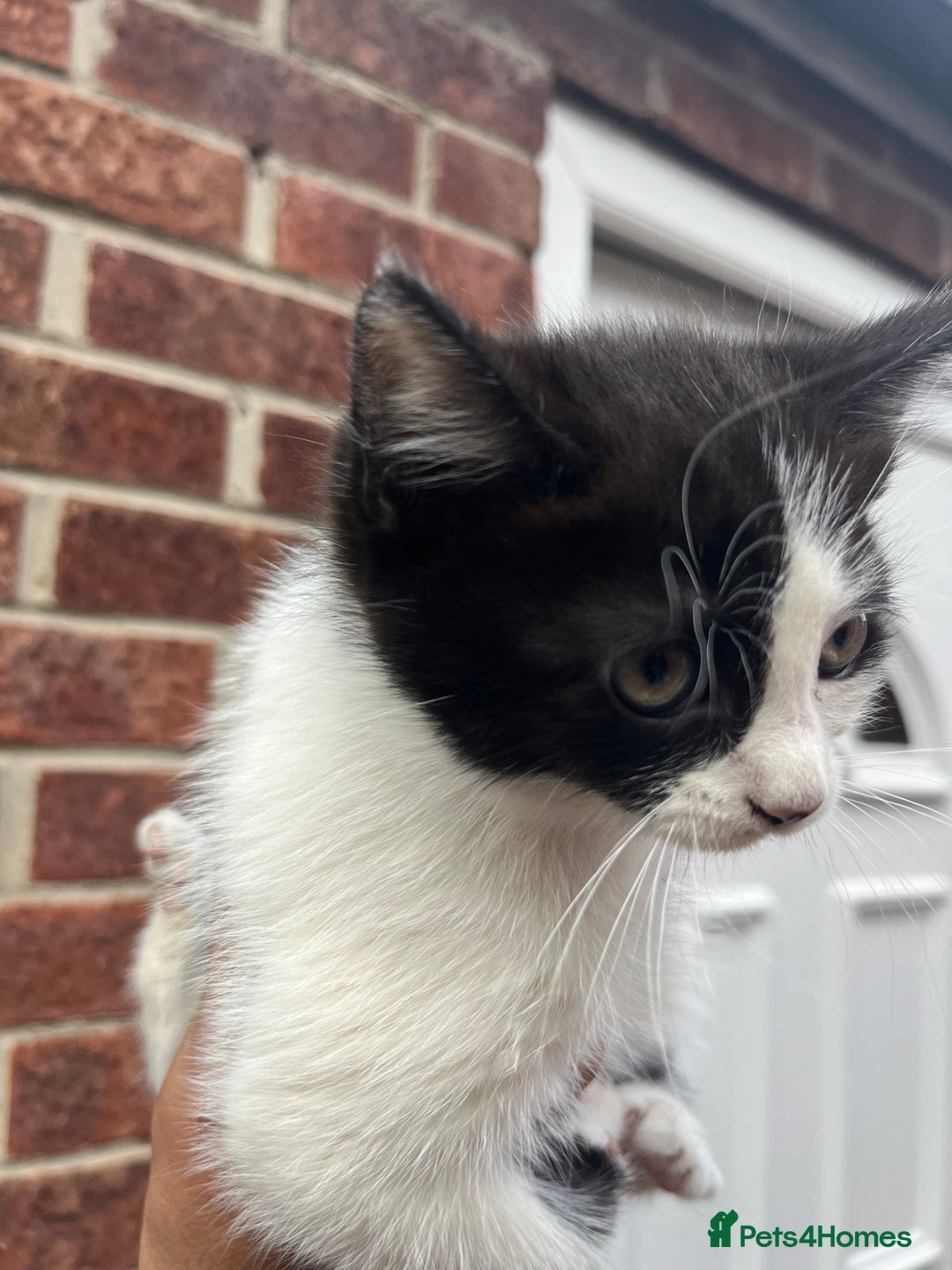 Mixed Breed cats for sale: KITTENS 🌈🐱 - Image 7