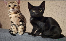 Bengal cats for sale: Bengal kittens - Image 12