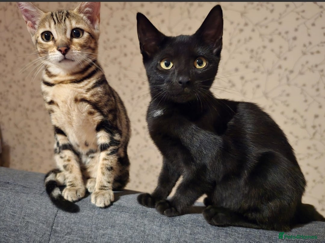 Bengal cats for sale: Bengal kittens - Image 12