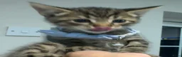 Mixed Breed cats for sale: 5 beautiful tabby kittens  - Advert 22